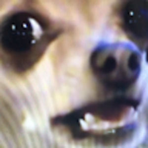 Meet your Posher, Joe